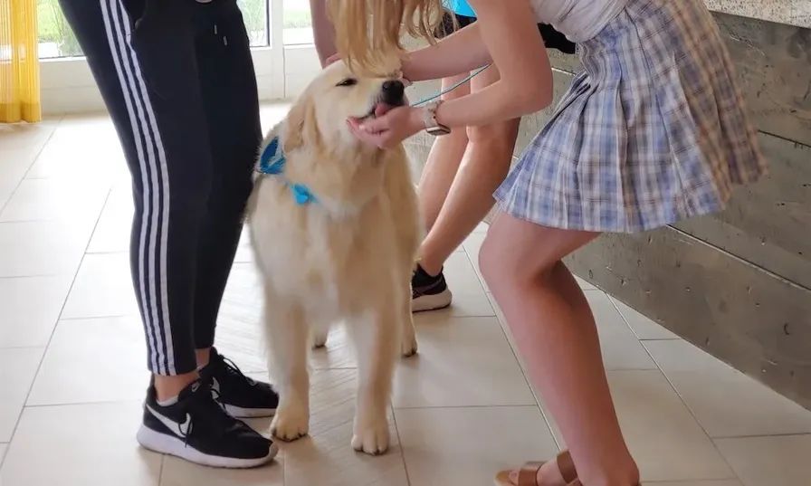 Hapi pets in action